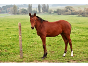 Lassie 6
