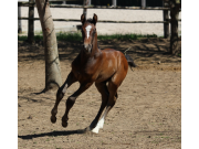 Caesar x Chambertin x Corofino