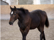 DIATENDRO X LEONIE