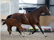 CONTENDRO X CANRICA4