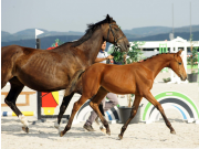 lordanos x carinjo