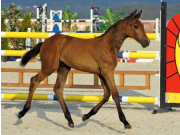 mylord carthago x chambertin