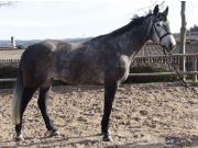 Cavalina