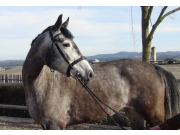 Cavalina