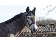 Cavalina